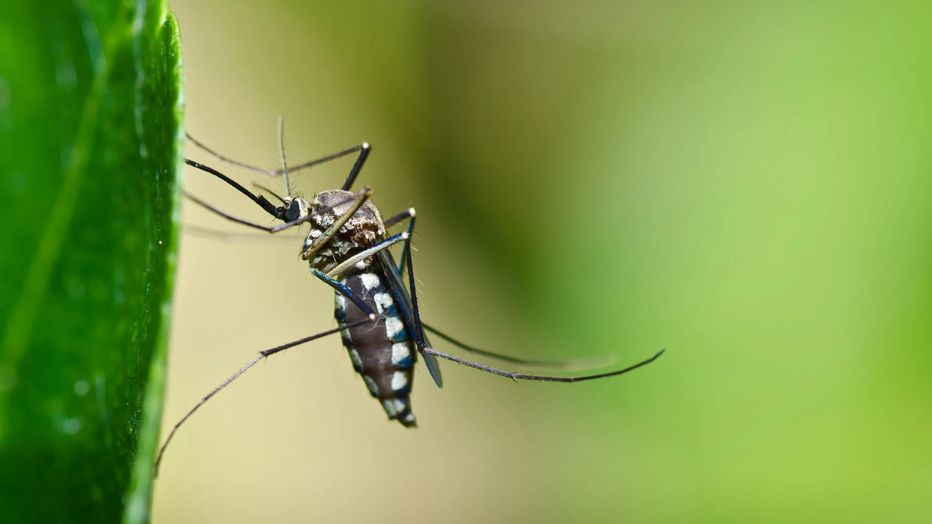 A mosquito on a leaf in Appleton, Wisconsin.