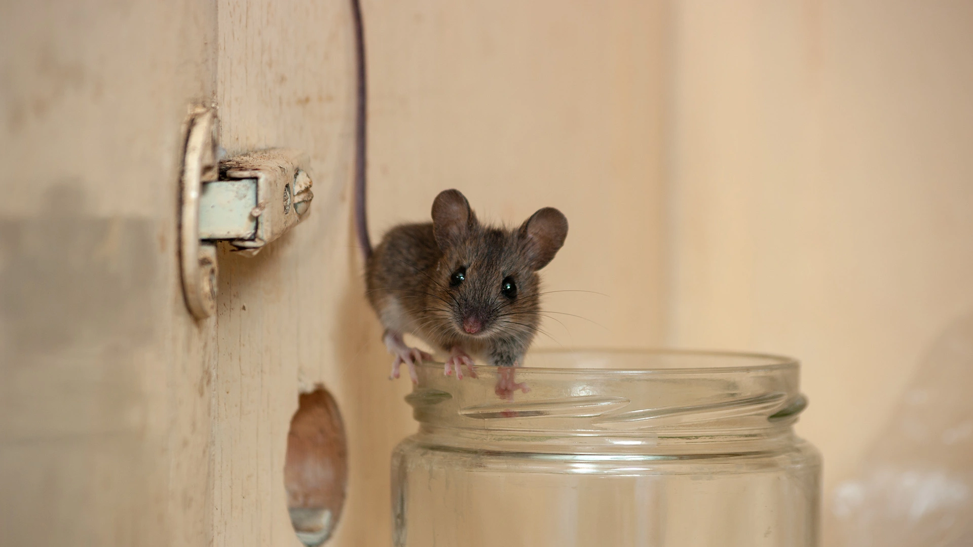 How To Handle the Scratching Noise Coming From Your Walls