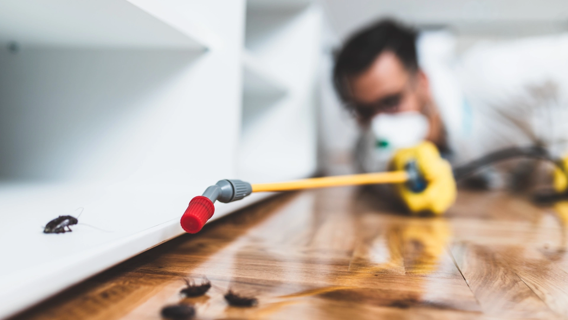 Professional spraying interior pest control treatment on pile of bugs inside home in Marquette, MI.