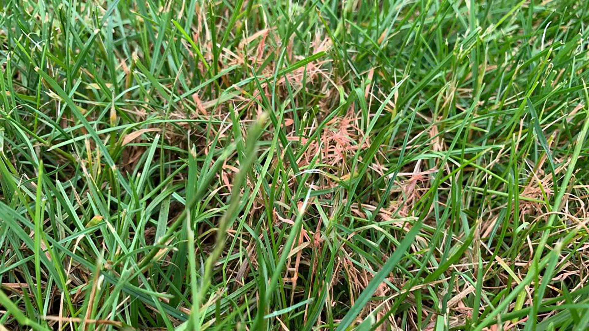 Red thread lawn disease in Appleton, WI. 