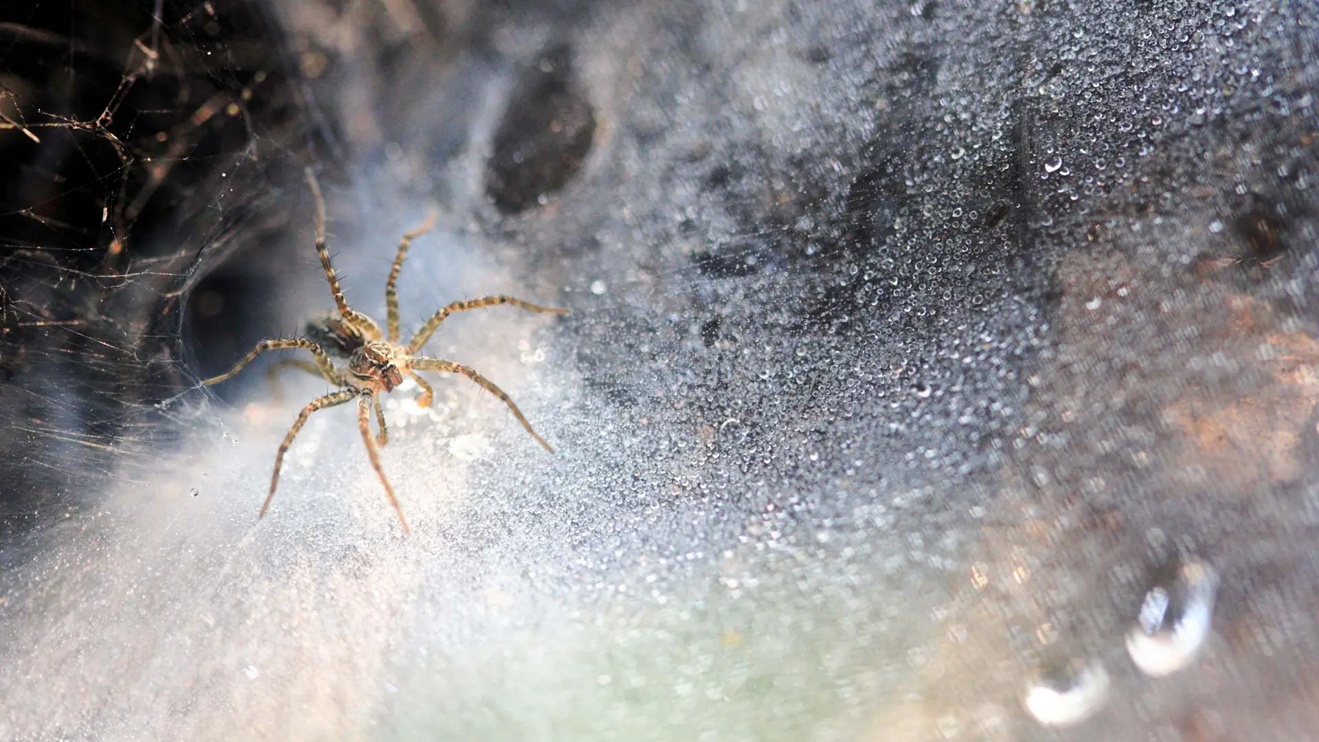 Spider creating a web at a home in Suamico, WI.