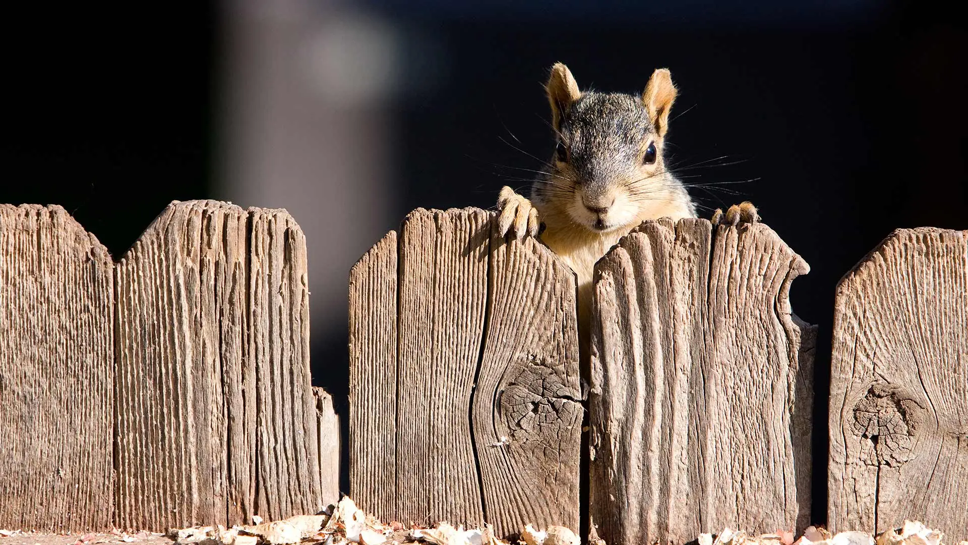 Squirrel peaking over a fence in Appleton, WI. 