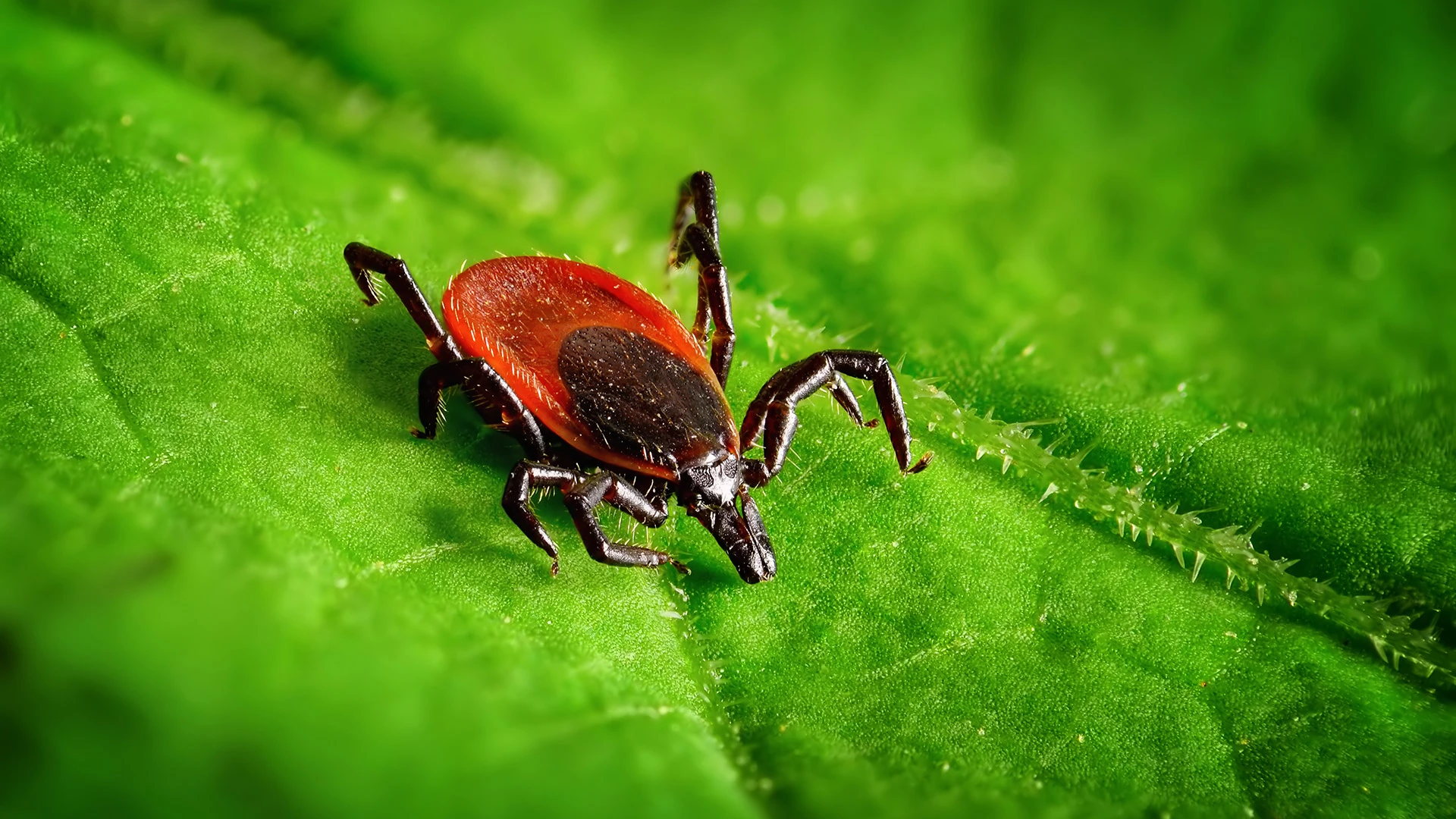 Tick on a leaf in Appleton, WI.