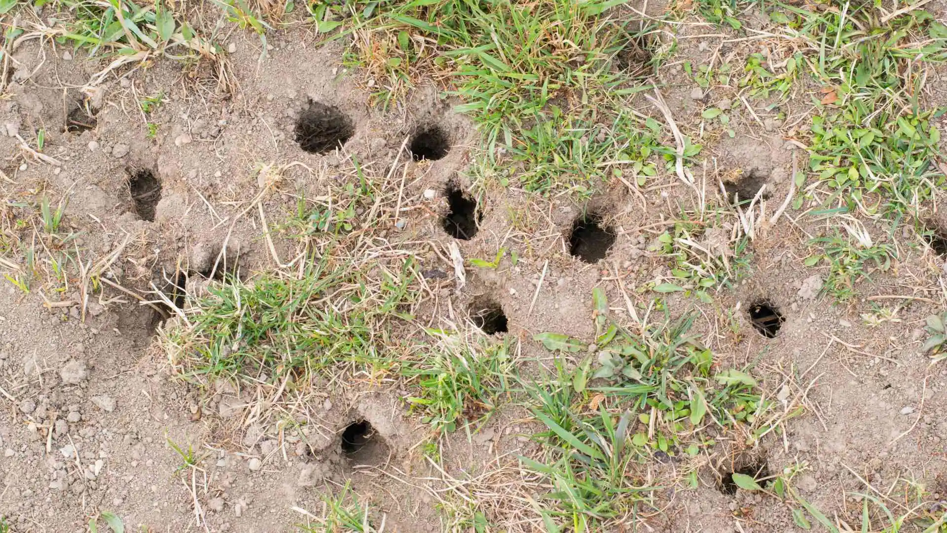 Holes from voles in ground near Suamico, WI.