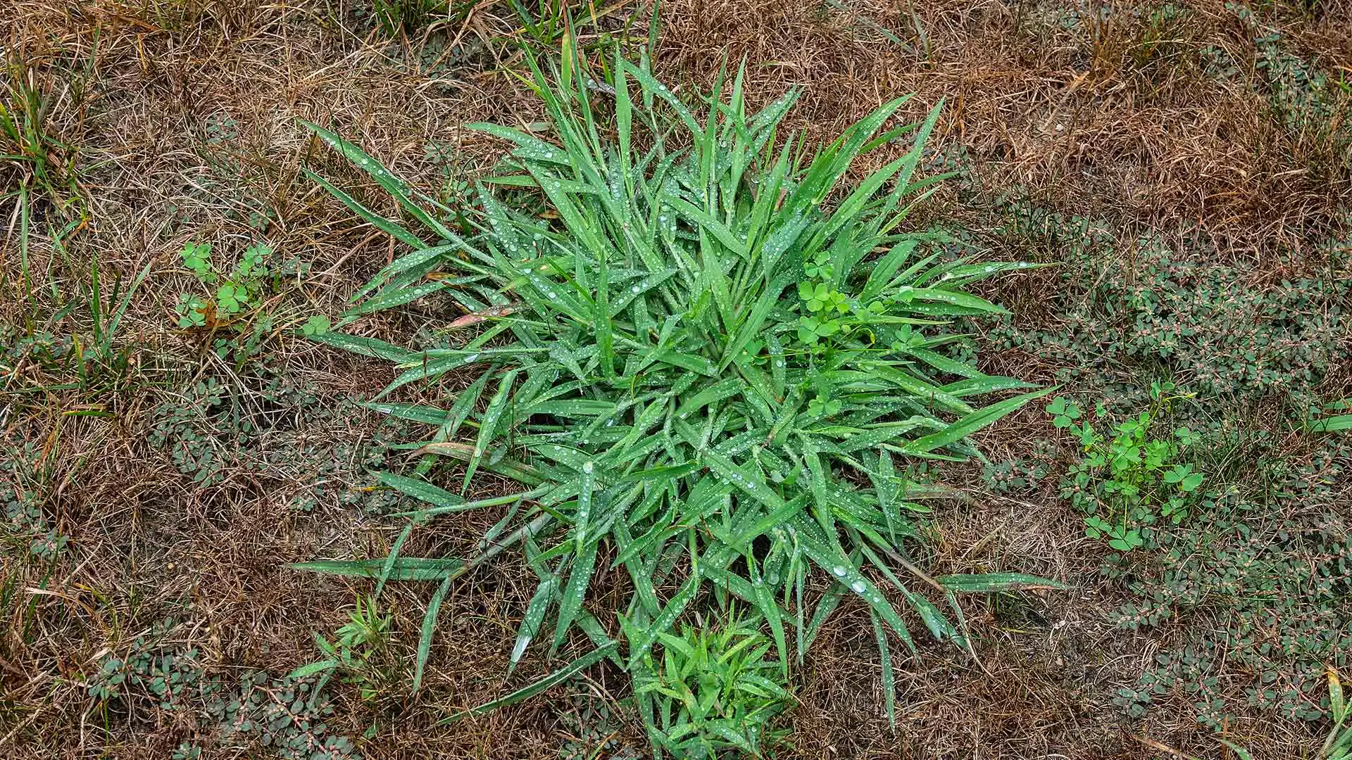 Crabgrass: What Is It and How To Control It