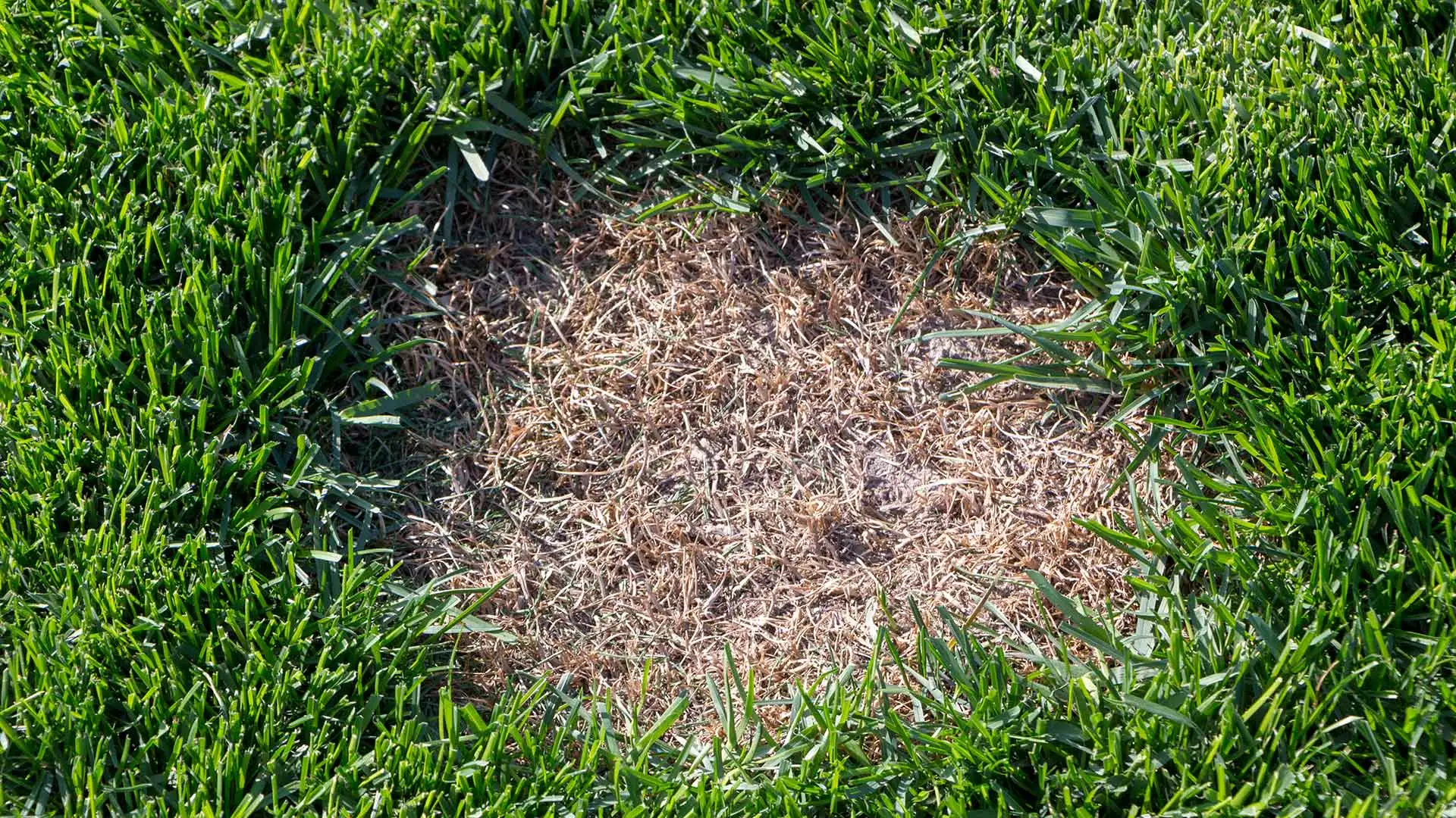 5 Most Common Lawn Diseases and How to Treat Them