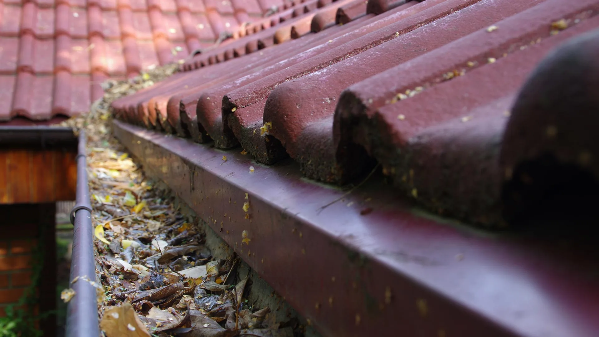 3 Ways You Could Be Unknowingly Inviting Mosquitoes to Your Property