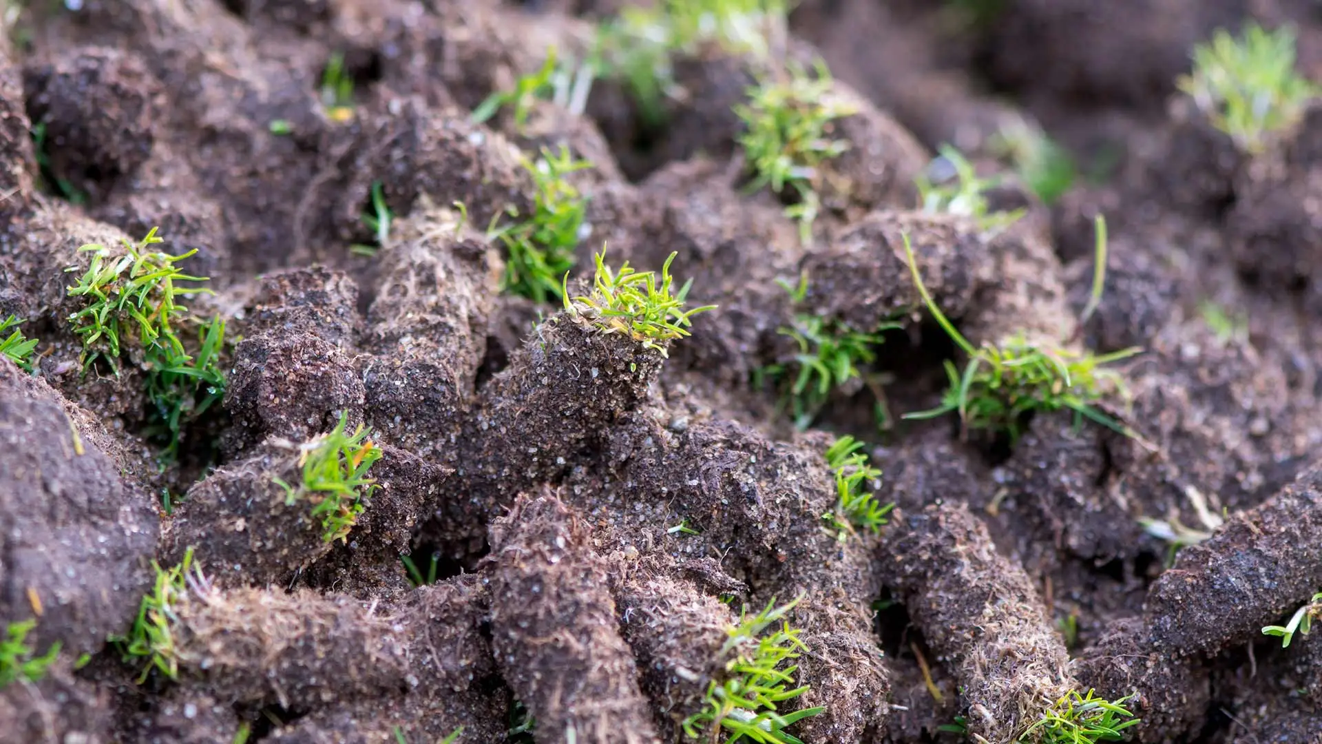 Fall Aeration And Overseeding: Everything You Need To Know