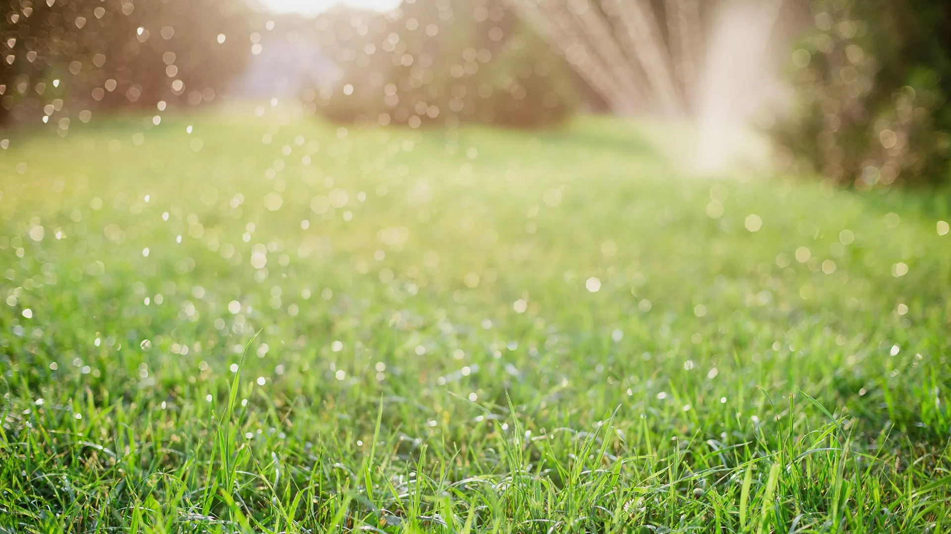 How to Water Your Lawn (For Established Grasses and Newly Seeded Ones)