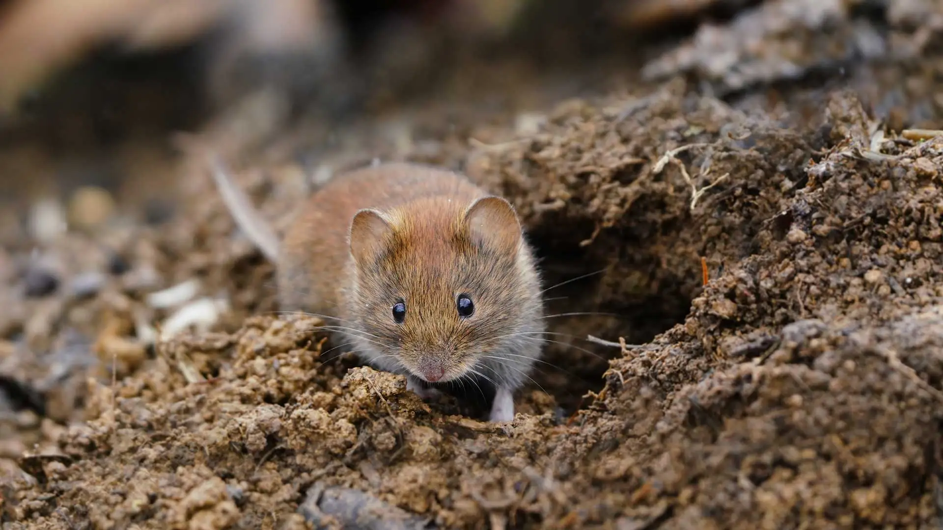Lawn Voles: Cute but Deadly!