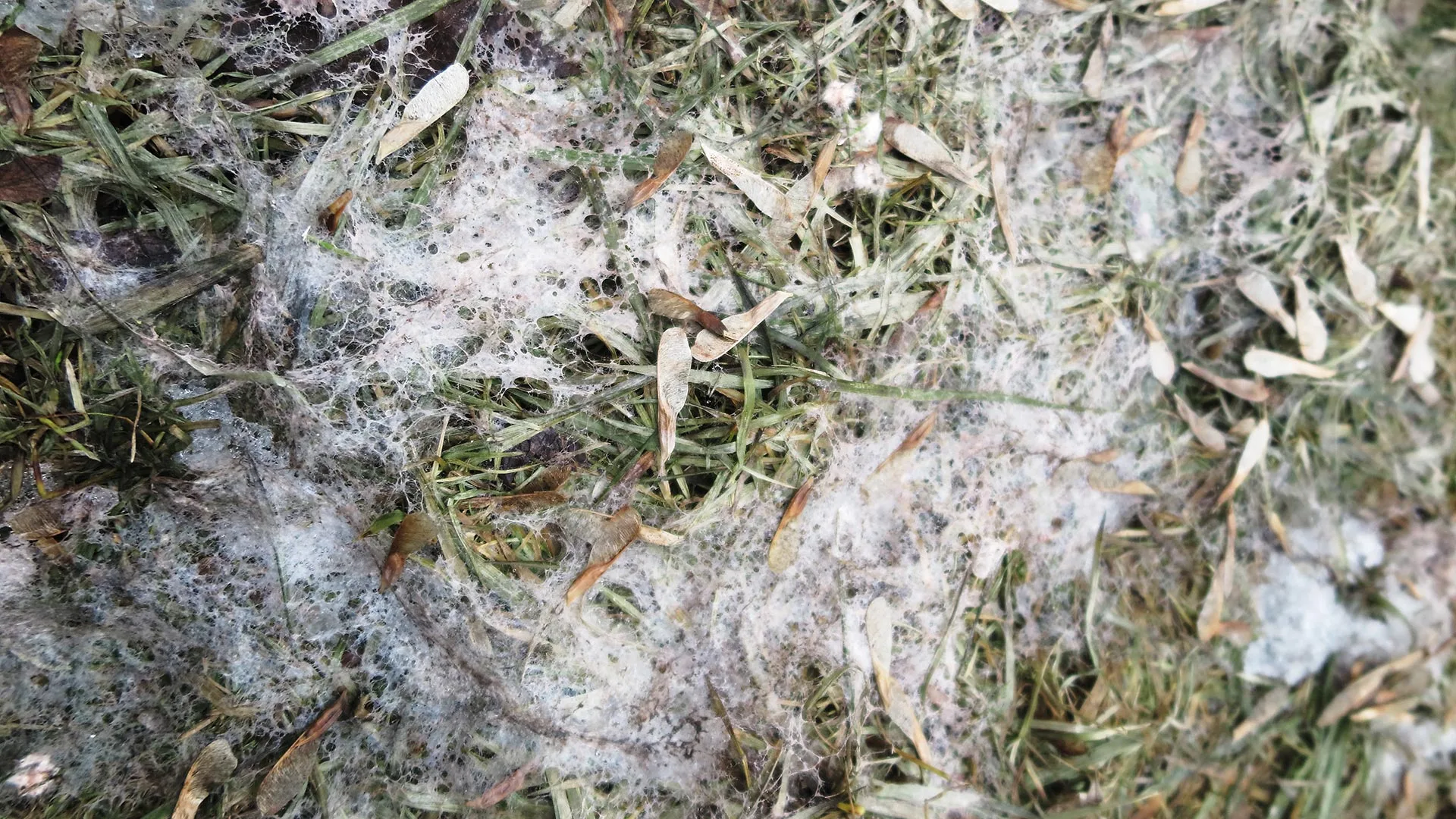 Snow Mold Prevention Starts in the Fall