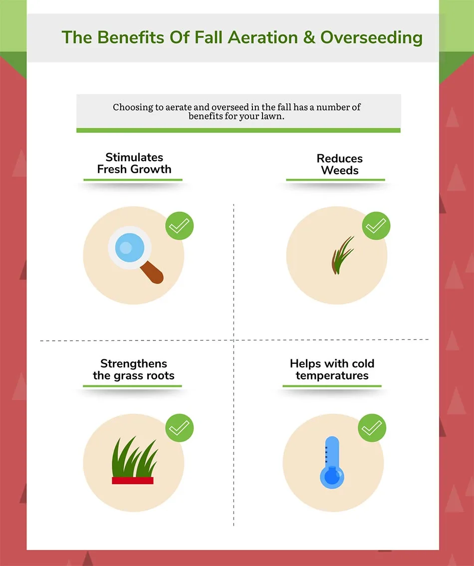 Benefits of fall aeration and overseeding.