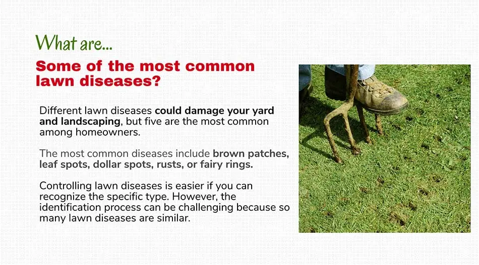 Common lawn diseases in Appleton, WI.