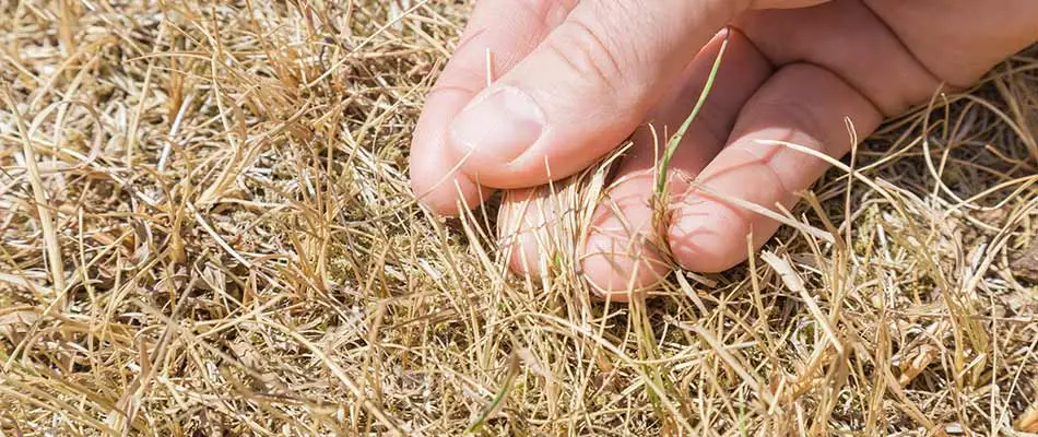Dying, brown lawn grass after chinch bug infestation near Bellevue, WI.