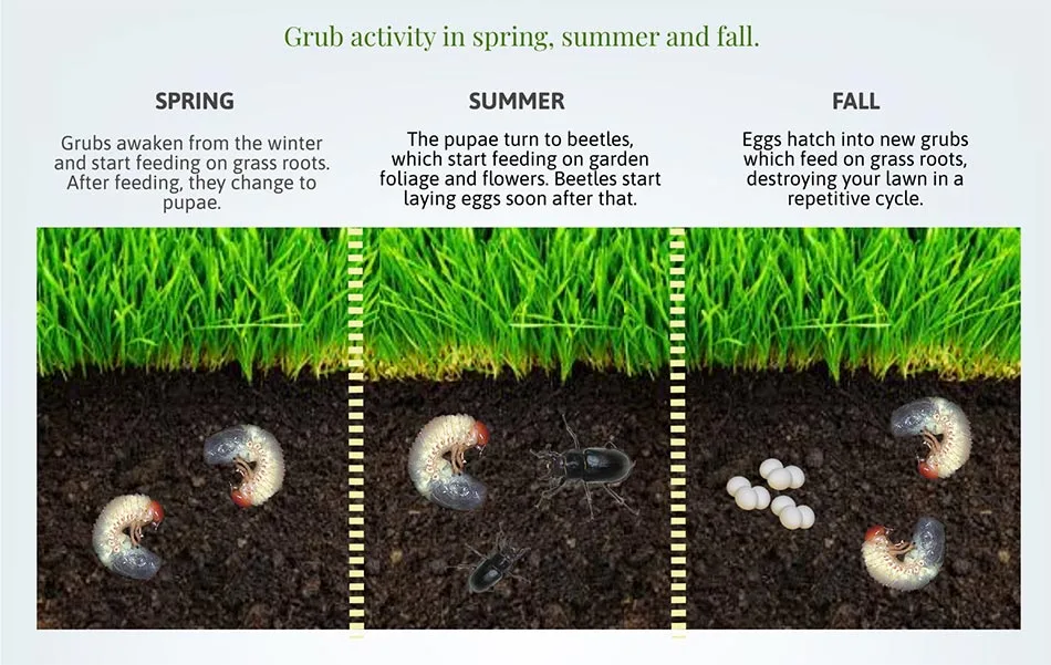 Grub activity throughout the year.