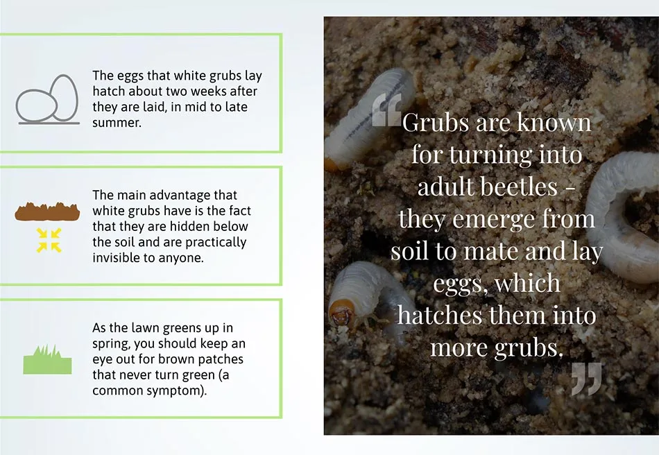 Grub life cycle.