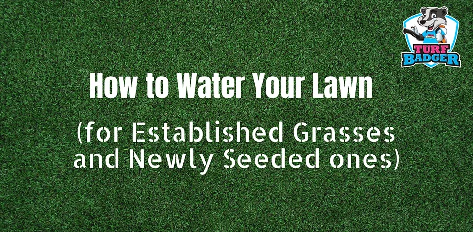 How to water your lawn.
