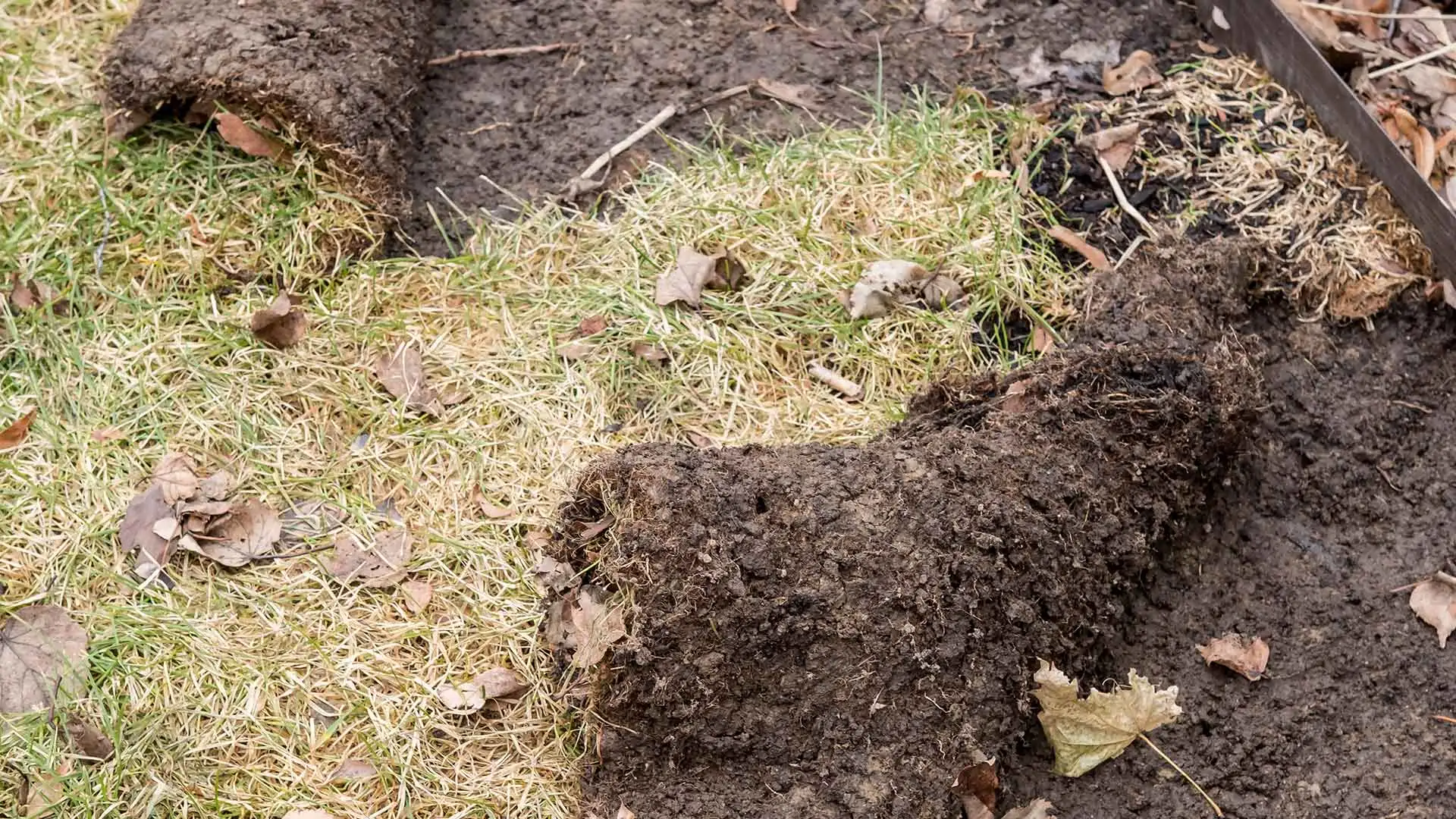 If You See These Signs of Grub Damage, You Need to Act Fast