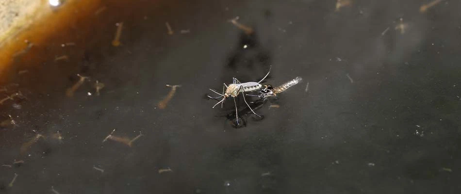 Mosquitoes in standing water near Appleton, WI.