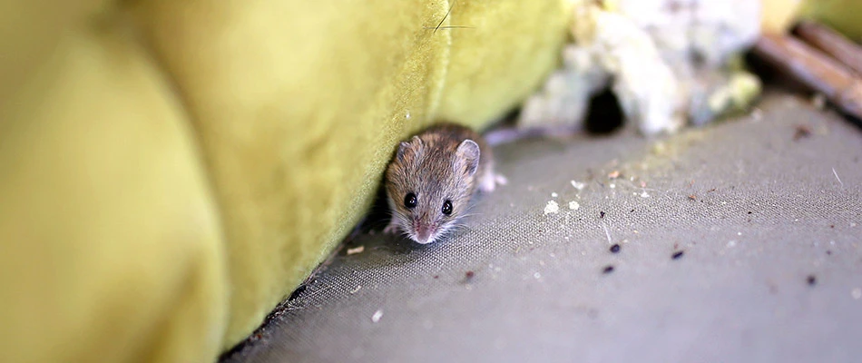 A mouse found in the attic of a home in De Pere, WI.