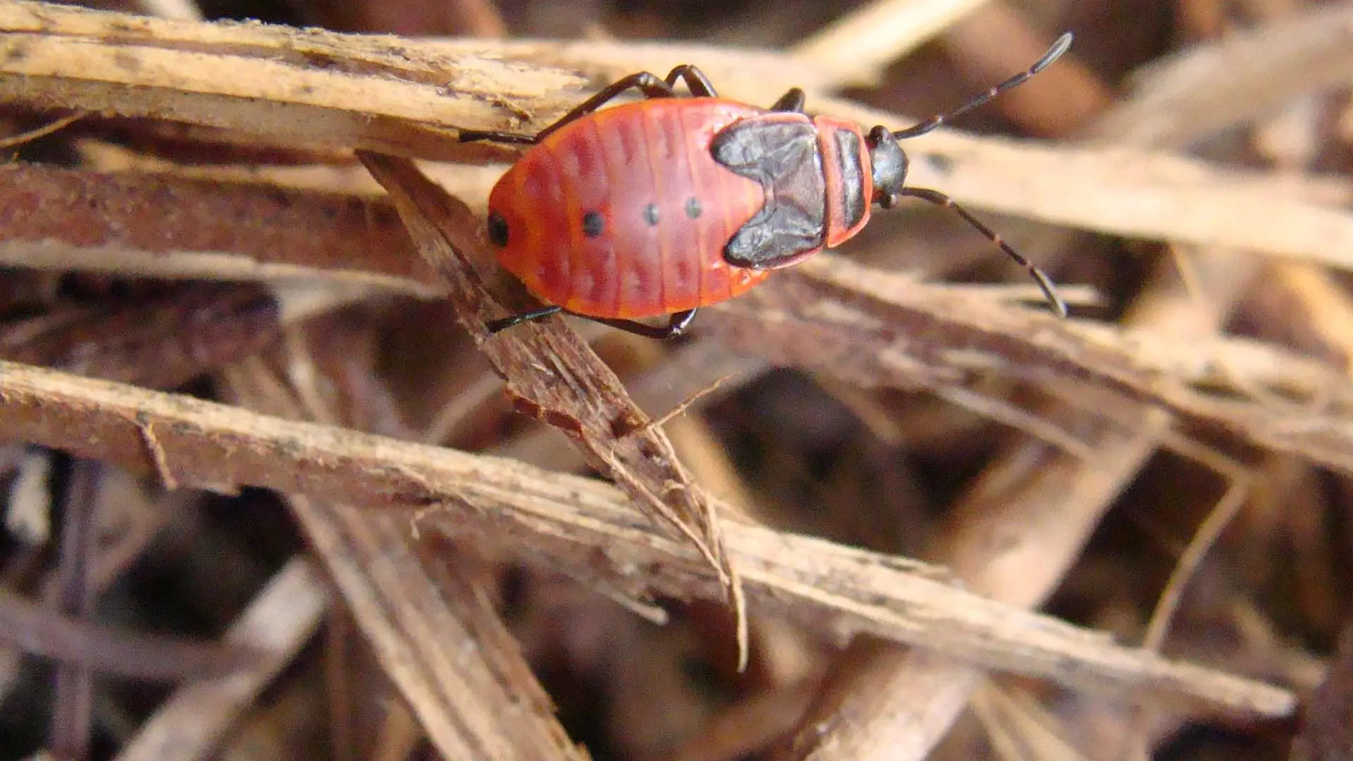 Chinch Bug Damage - What Does It Look Like & How Do You Fix It