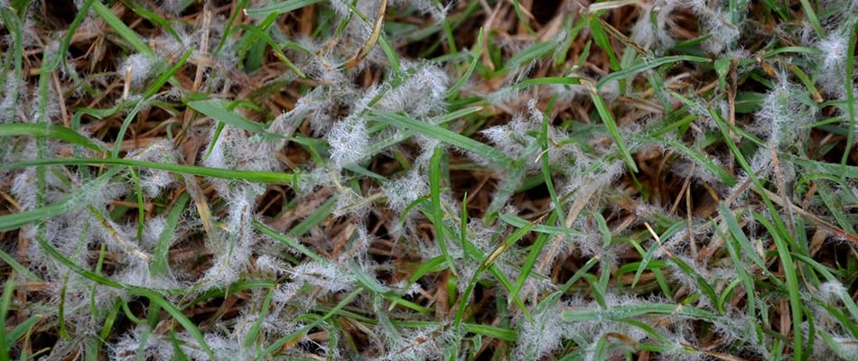 Snow mold in the front yard of a home in Appleton, WI.