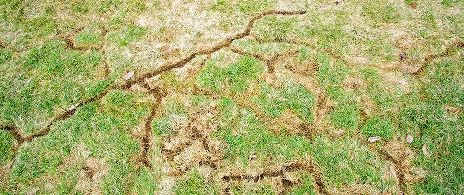 Vole damage to a lawn in Appleton, WI.