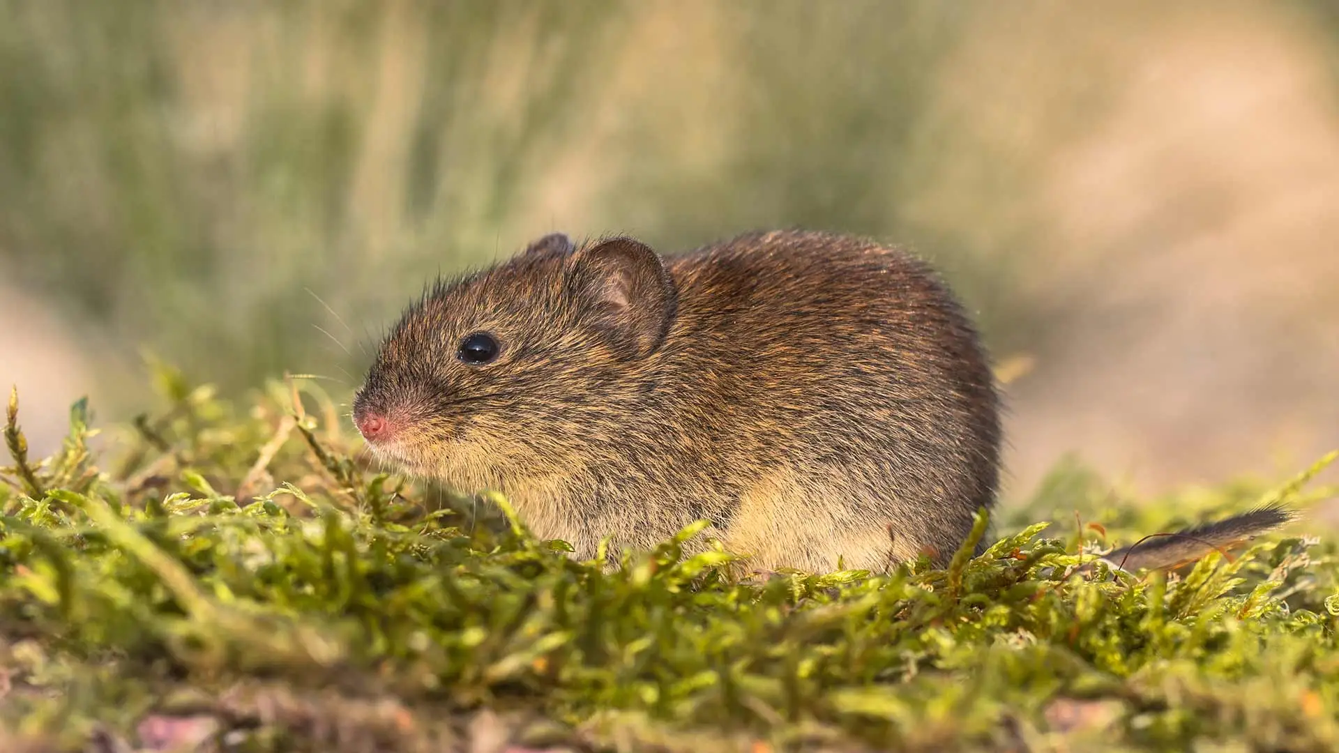 Voles vs Mice - Which One is Destroying My Property?