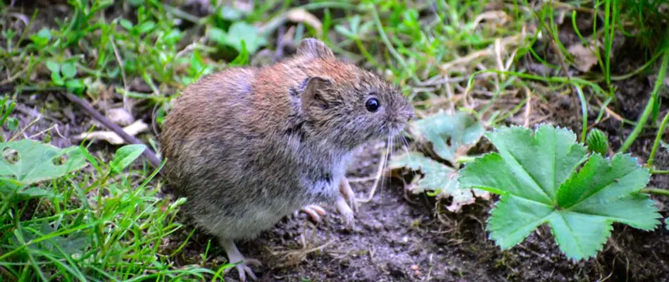 Vole pest seen in a yard near De Pere, Wisconsin.