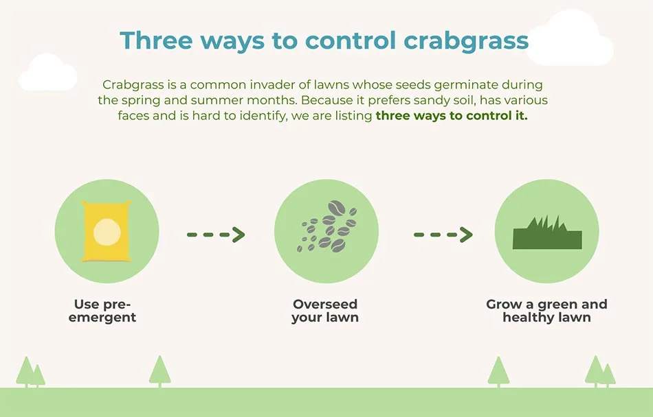 3 ways to control crabgrass.