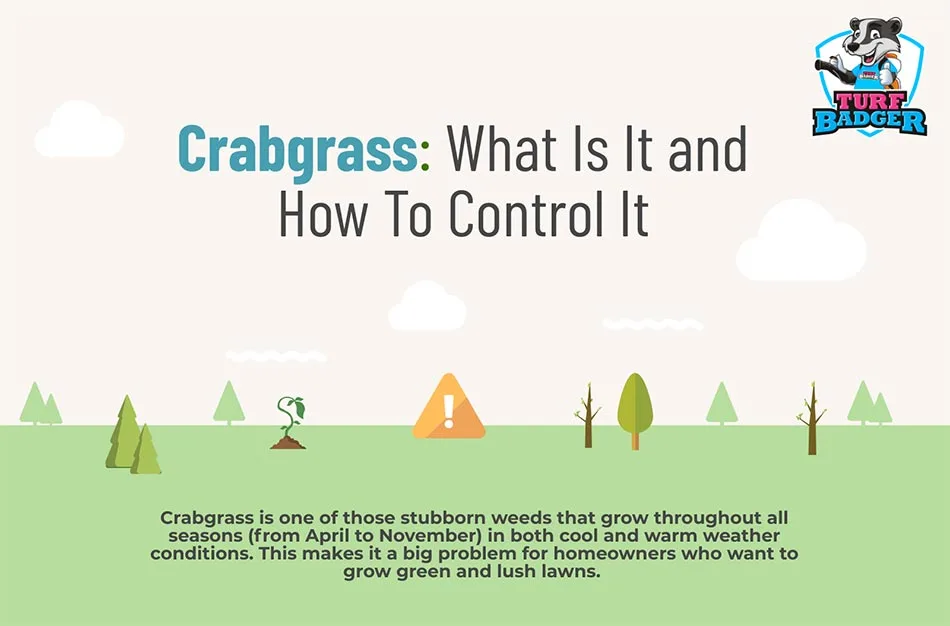 What is crabgrass?