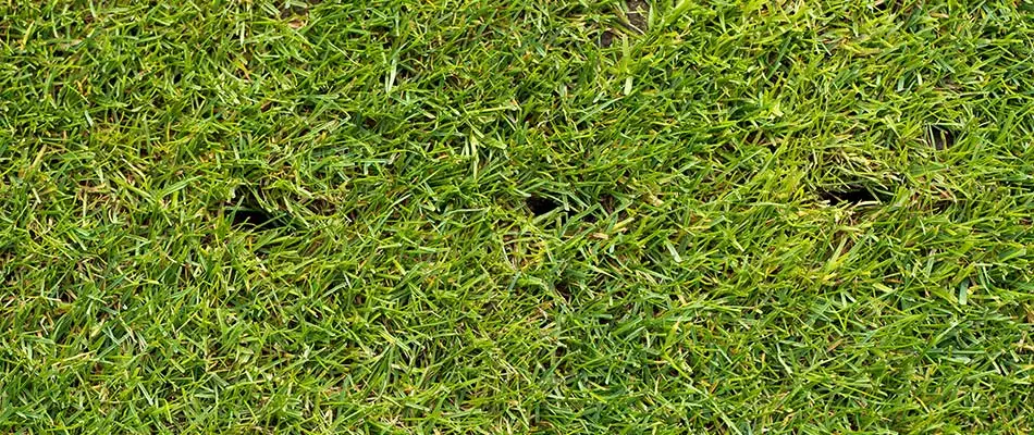 Aerated green lawn near Appleton, WI.