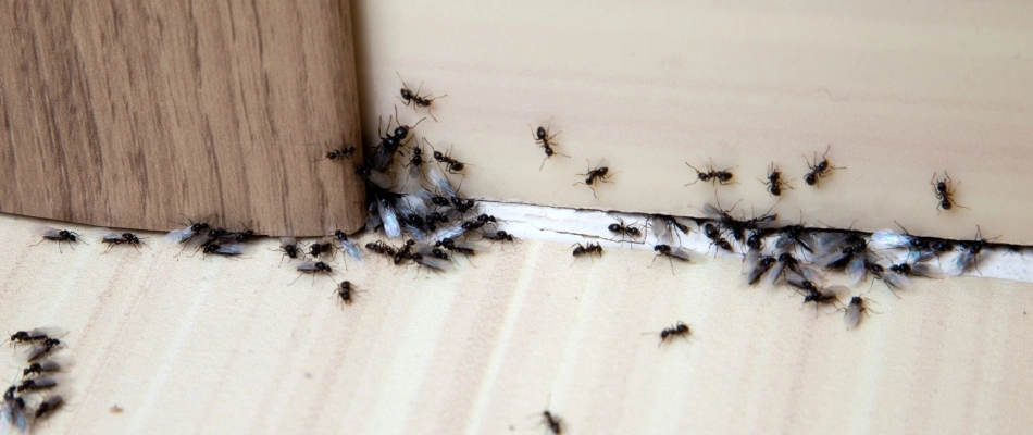 Ants crawling through a crack inside of a home in Escanaba, MI.