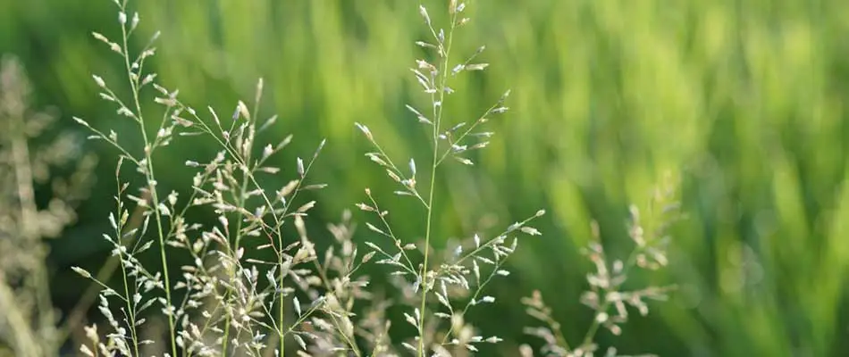 Bluegrass weeds growing in a yard near Appleton, Wisconsin.