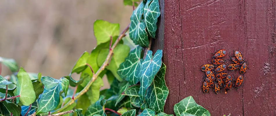 Chinch bugs clustered on a fence post outside De Pere, WI.