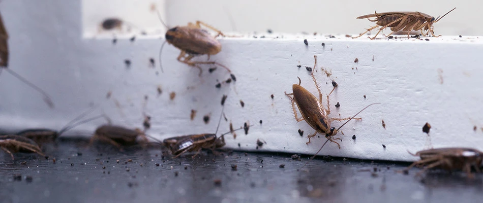 A cockroach infestation at a home in Green Bay, WI.