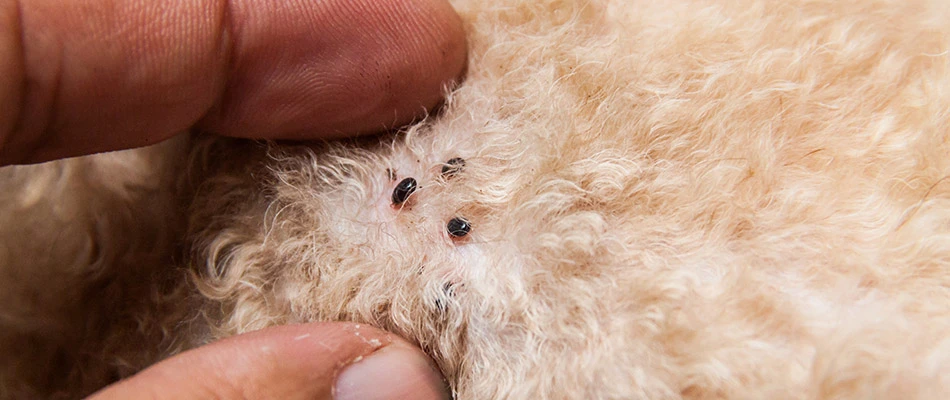 Fleas found on home pet in Bellevue, WI.