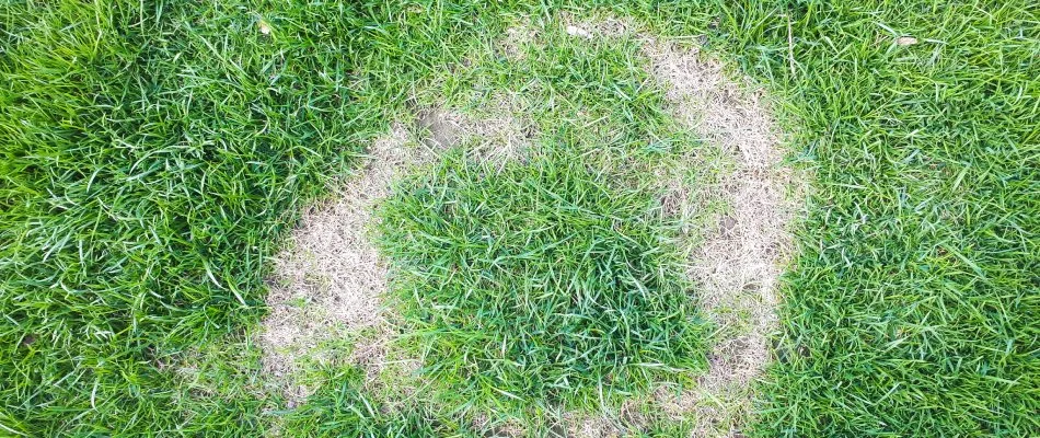 Frog eye disease found in Iron Mountain, MI.