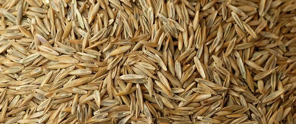 Grass seeds in bulk for use at homes in Appleton, Wisconsin.