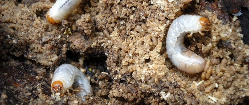 Grubs in soil in Iron Mountain, MI.