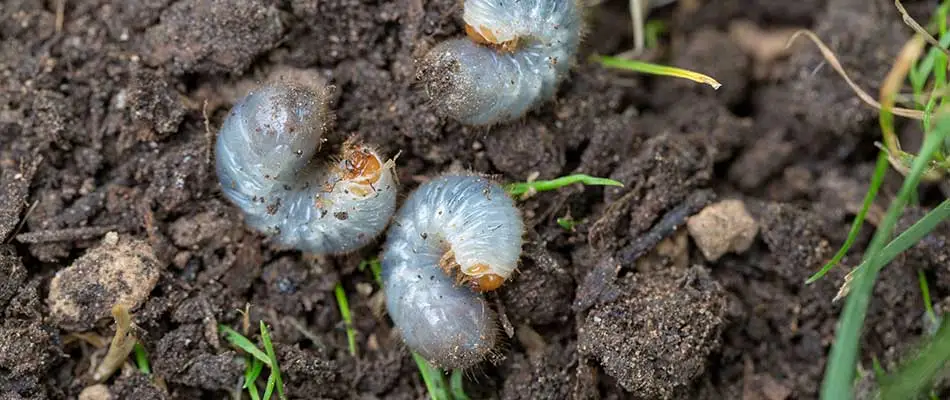 Grubs spotted in lawn soil near Ashwaubenon, WI.