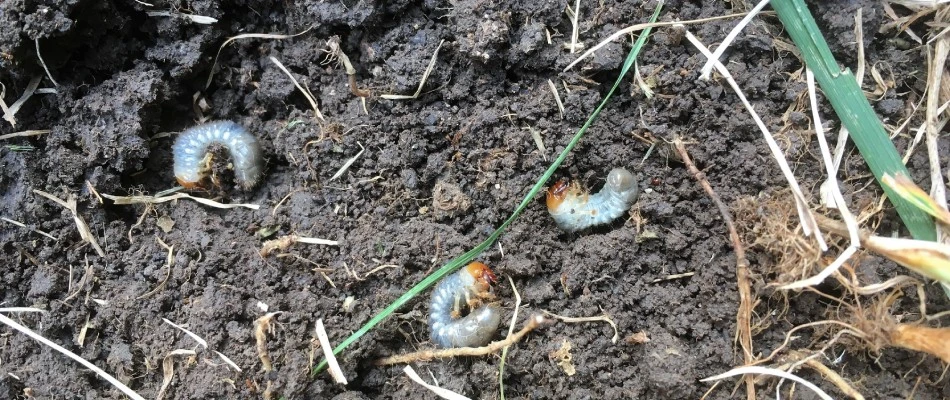 Grubs found in an area of dried soil in lawn in Marquette, MI.