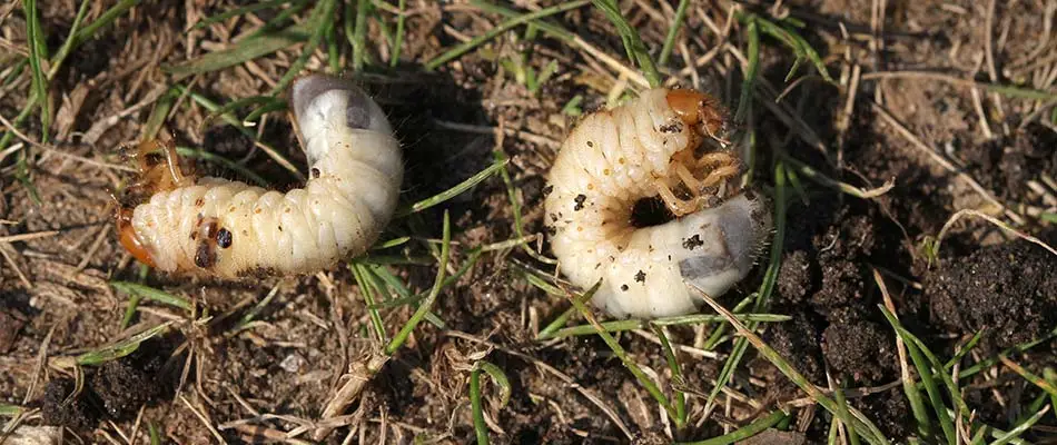 Grub pests seen in a yard in Appleton, Wisconsin.
