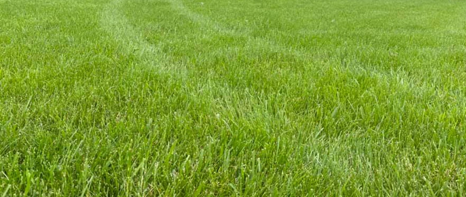 Healthy grass after regular lawn care in Appleton, WI.
