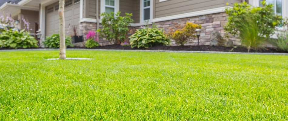 Luscious fully grown lawn after fertilization services done in Kingsford, MI.
