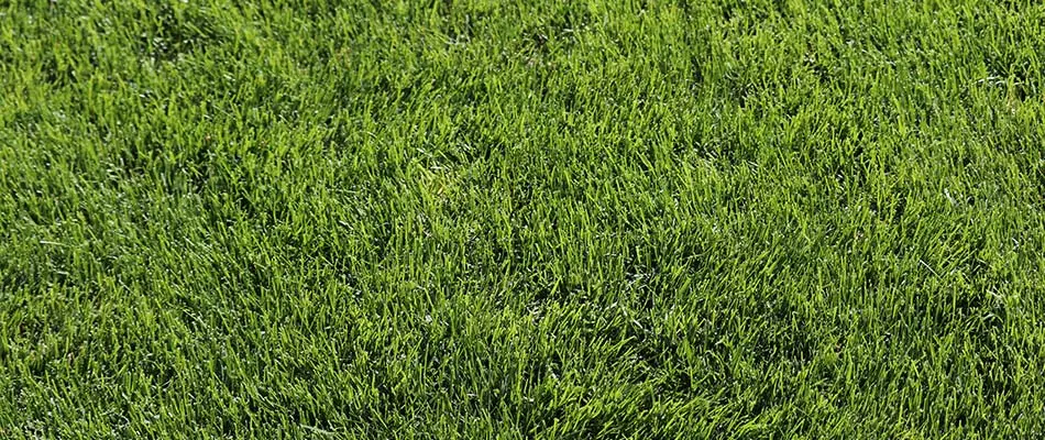 Healthy, green Kentucky bluegrass at a home in Appleton, Wisconsin.