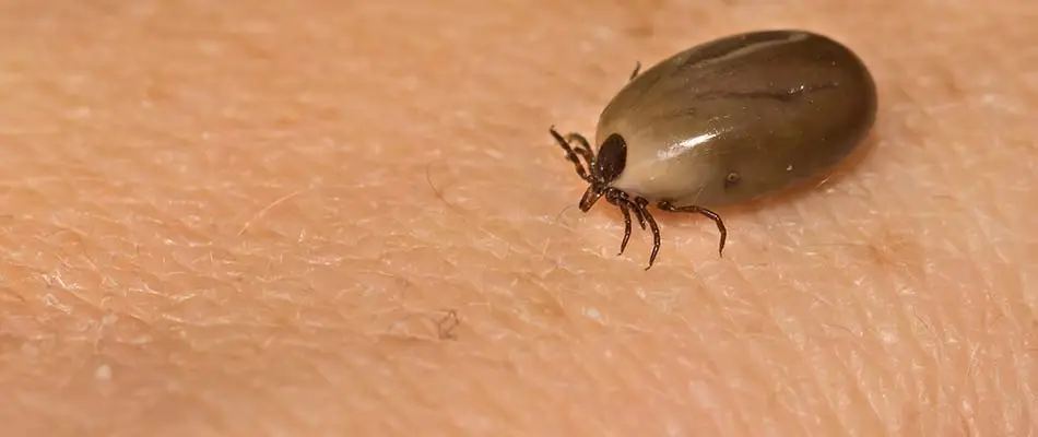 Large tick seen on someone's arm in Green Bay, WI.