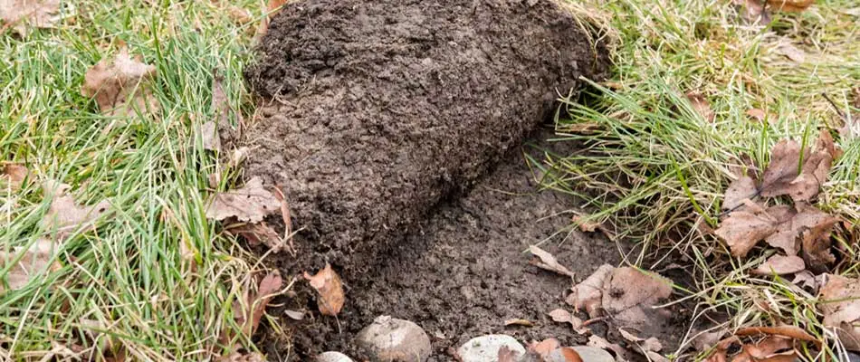 A lawn destroyed by grub damage near De Pere, Wisconsin.