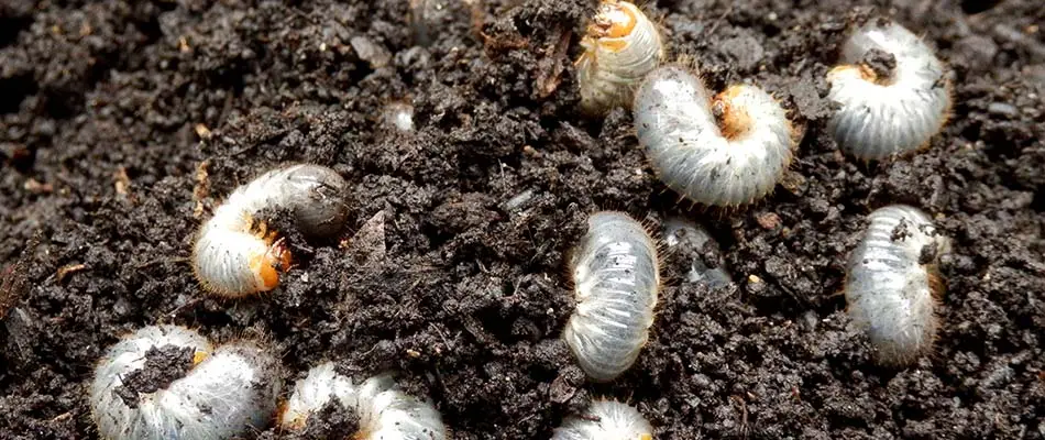 Lawn grubs in dark soil near a home in Green Bay, WI.