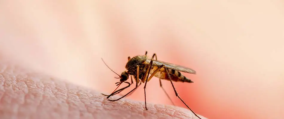 Mosquito biting someone's arm near De Pere, Wisconsin.